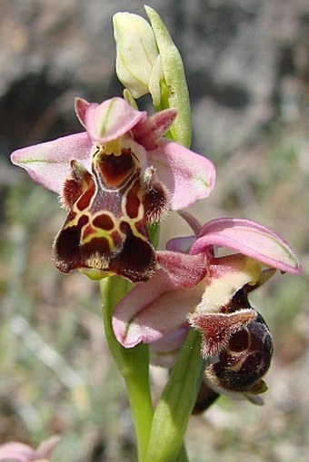 Ophrys umbilicata