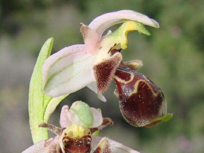 Ophrys umbilicata