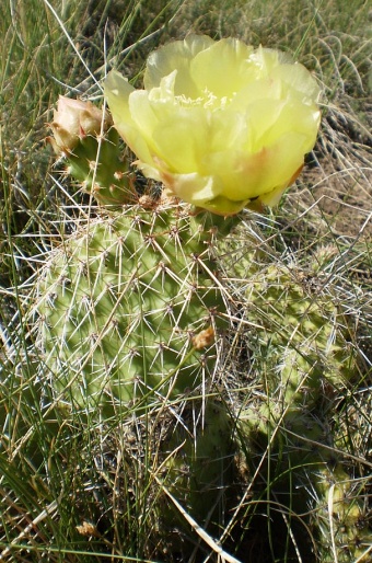 Opuntia polyacantha