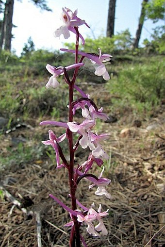 Orchis anatolica