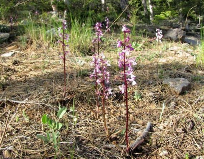 Orchis anatolica