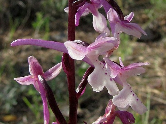 Orchis anatolica