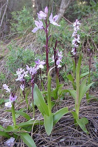 Orchis canariensis