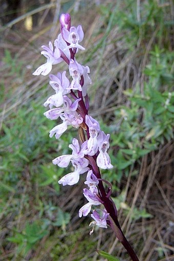 Orchis canariensis