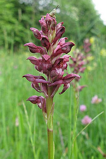 Anacamptis coriophora