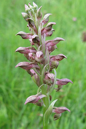 Anacamptis coriophora