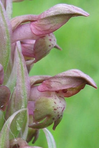 Anacamptis coriophora