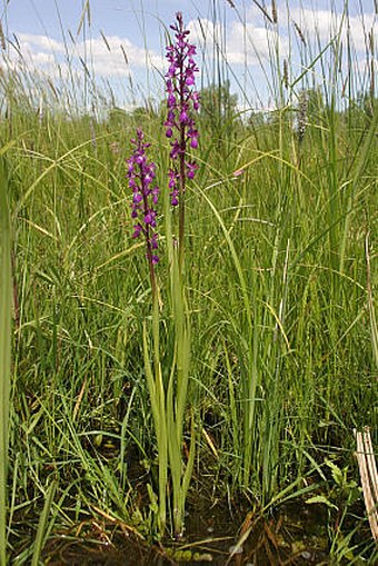 Anacamptis palustris subsp. elegans