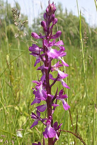 Anacamptis palustris subsp. elegans