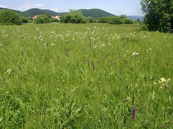 Anacamptis palustris subsp. elegans