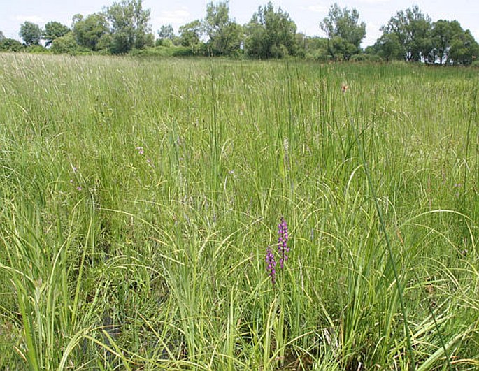 Anacamptis palustris subsp. elegans