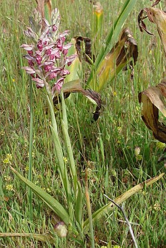 Anacamptis coriophora subsp. fragrans