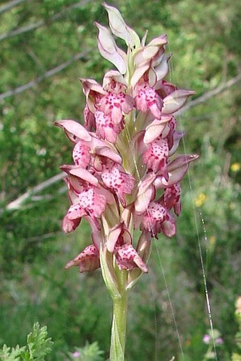 Anacamptis coriophora subsp. fragrans