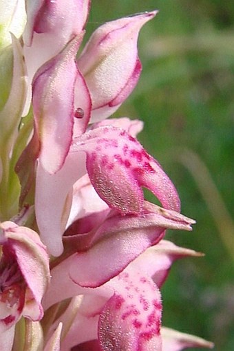 Anacamptis coriophora subsp. fragrans