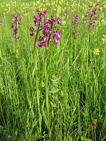 Anacamptis laxiflora