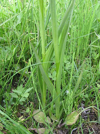 Anacamptis laxiflora