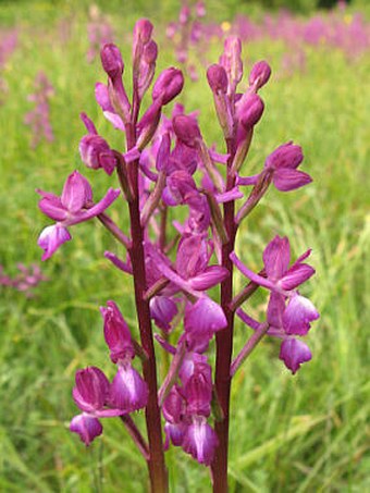 Anacamptis laxiflora