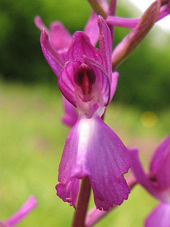 Anacamptis laxiflora