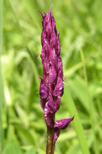 Orchis mascula