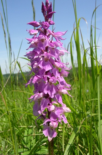 Orchis mascula