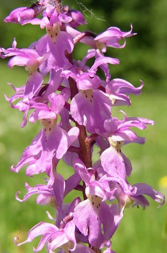 Orchis mascula