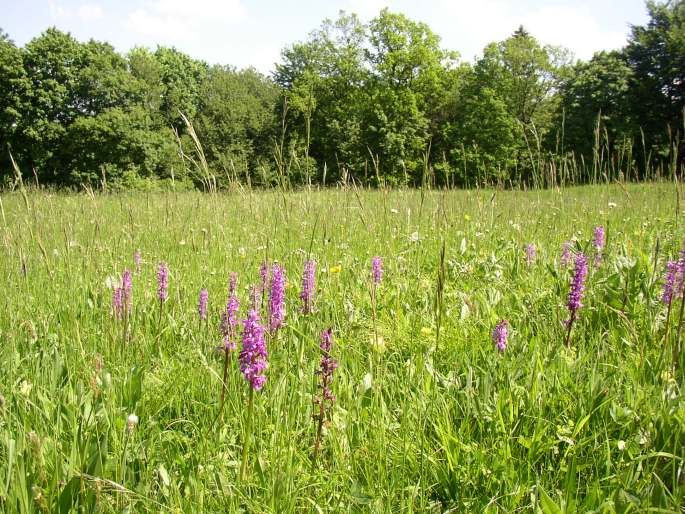 Orchis mascula