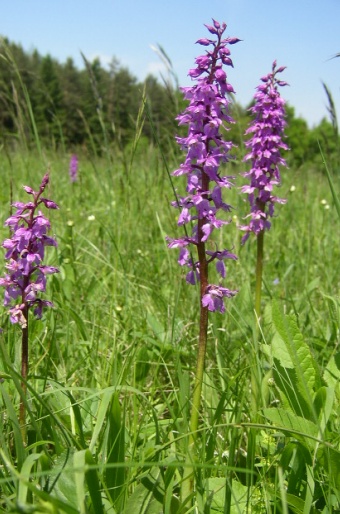 Orchis mascula