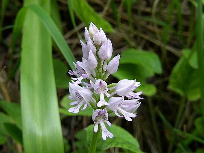 Orchis militaris