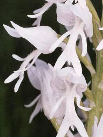 Orchis militaris