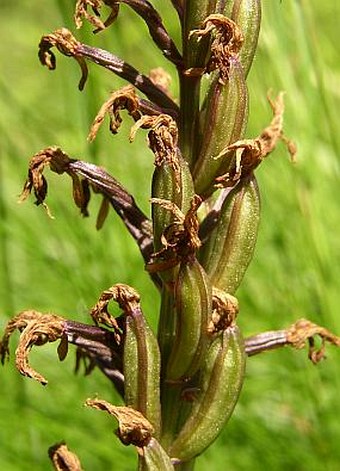 Orchis militaris