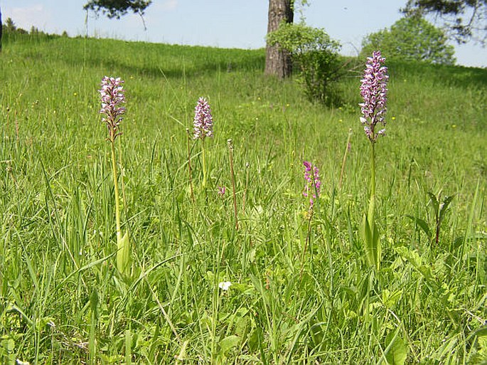 Orchis militaris