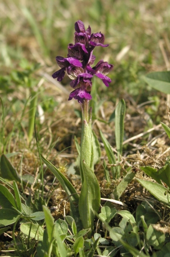 Anacamptis morio