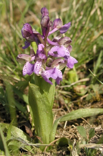 Anacamptis morio