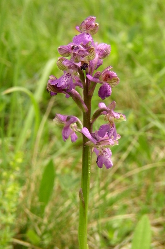 Anacamptis morio