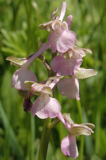 Anacamptis morio