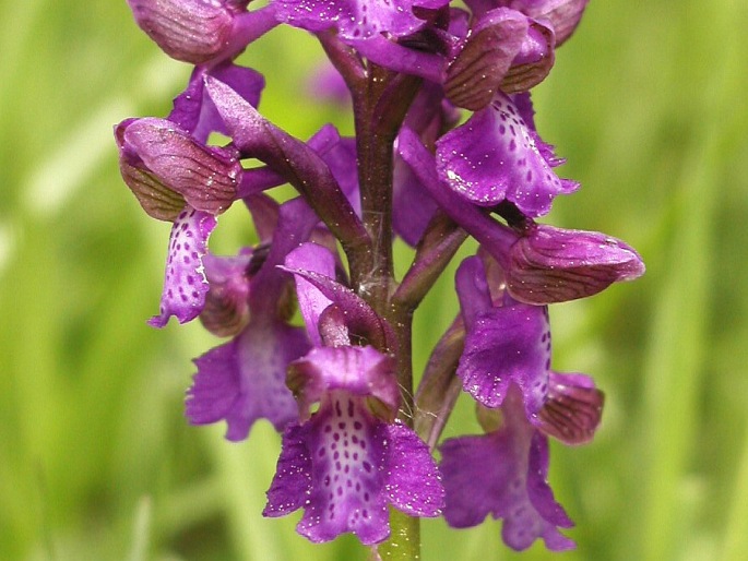 ANACAMPTIS MORIO (L.) R. M. Bateman, Pridgeon et M. W. Chase – rudohlávek kukačka / červenohlav obyčajný