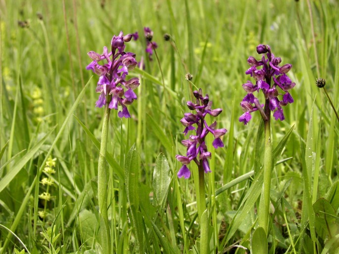 Anacamptis morio