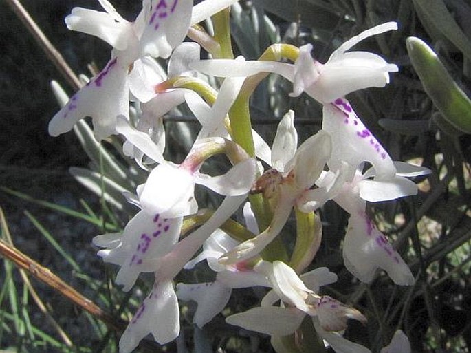 Orchis olbiensis