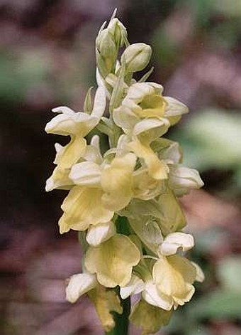 Orchis pallens