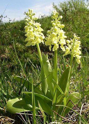 Orchis pallens