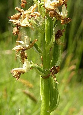 Orchis pallens