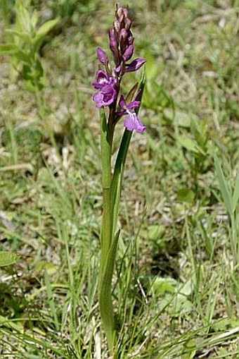 Anacamptis palustris