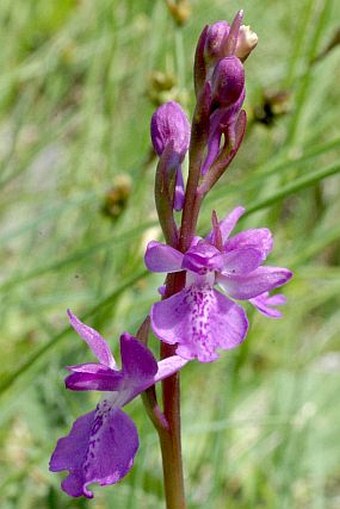 Anacamptis palustris