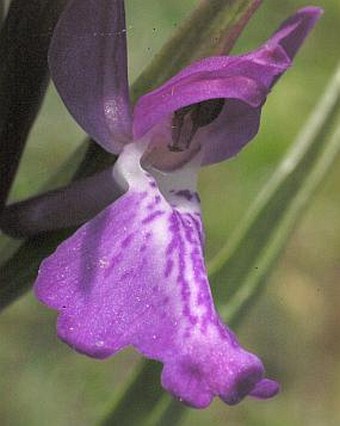 Anacamptis palustris