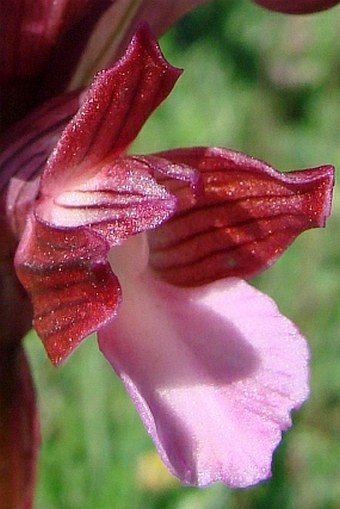 Orchis papilionacea