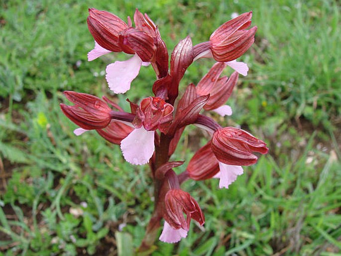 Orchis papilionacea