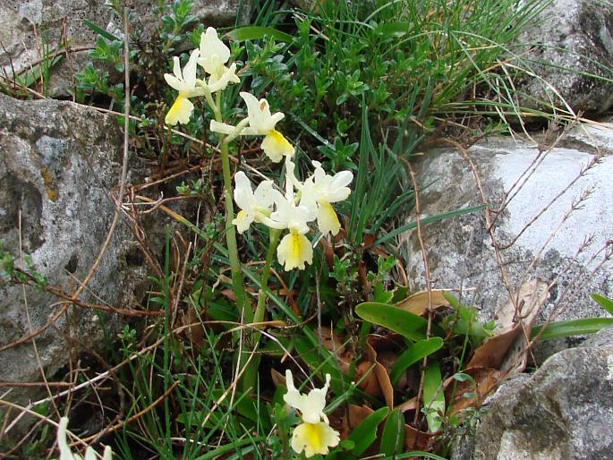 Orchis pauciflora