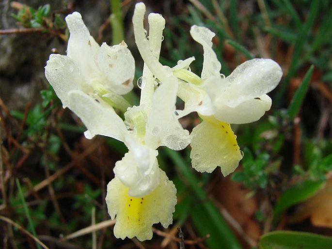 Orchis pauciflora