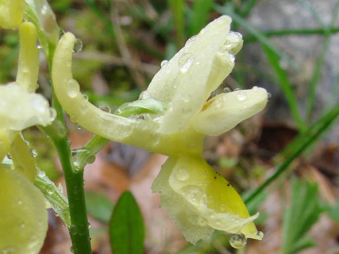 Orchis pauciflora