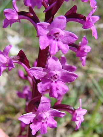 Orchis quadripunctata